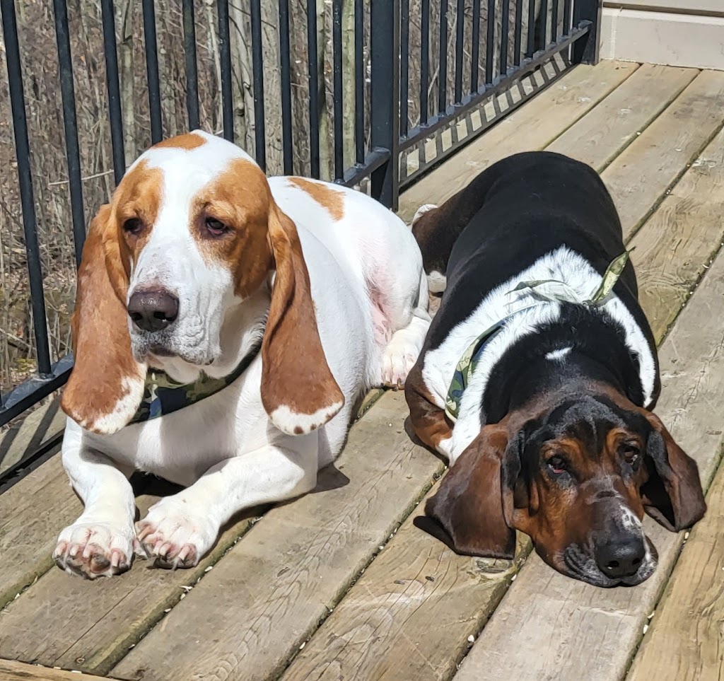 The Canine Cartel | 3776 Nineteenth St, Jordan Station, ON L0R 1S0, Canada | Phone: (905) 328-0559