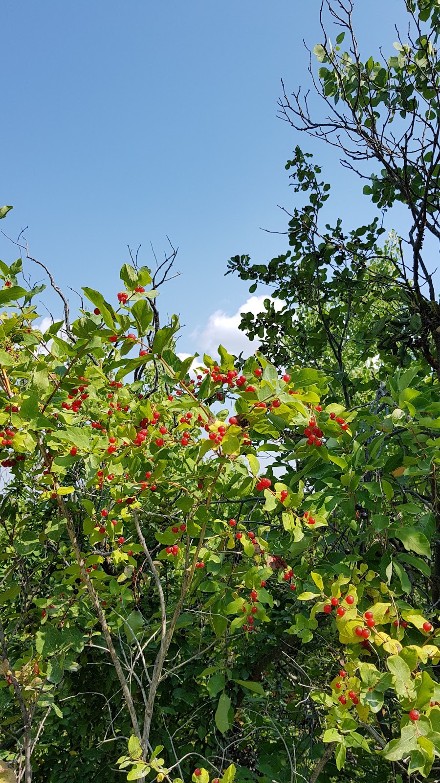 Douglas Fir Trail (east entrance) | branch from Quarry Road off of, Cedar Crescent SW, Calgary, AB T3C 3A6, Canada
