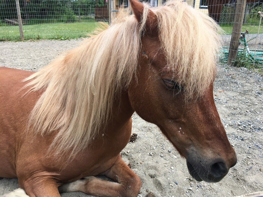Heart to Heart Farm | 3415 Glenora Rd, Duncan, BC V9L 6S2, Canada | Phone: (250) 597-8902