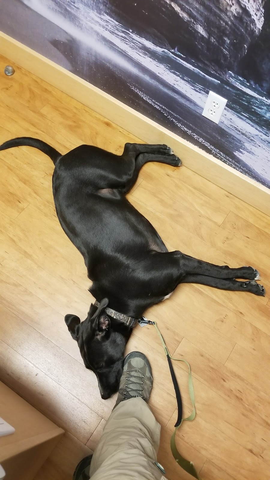 Glenview Animal Hospital Ltd | 3145 Jacklin Rd, Victoria, BC V9B 3Y7, Canada | Phone: (250) 478-4075