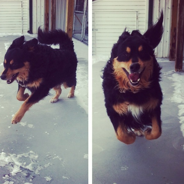 Pleasant Park Grooming | 5285 Manning Rd, Maidstone, ON N0R 1K0, Canada | Phone: (519) 796-2083