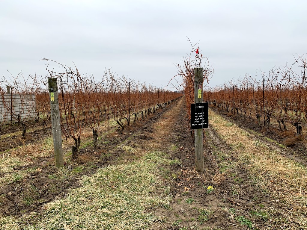 Stratus Vineyards | 2059 Niagara Stone Rd, Niagara-on-the-Lake, ON L0S 1J0, Canada | Phone: (905) 468-1806
