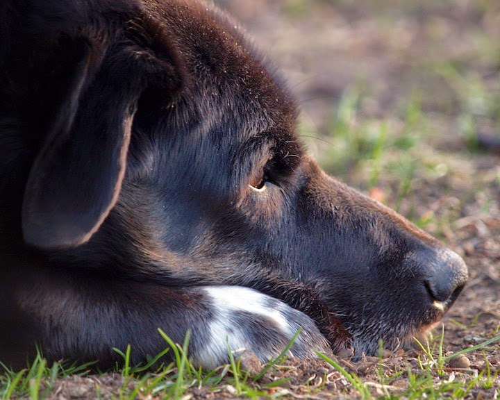 MINDEN ANIMAL HOSPITAL | 4 Booth St, Minden, ON K0M 2K0, Canada | Phone: (705) 286-2919