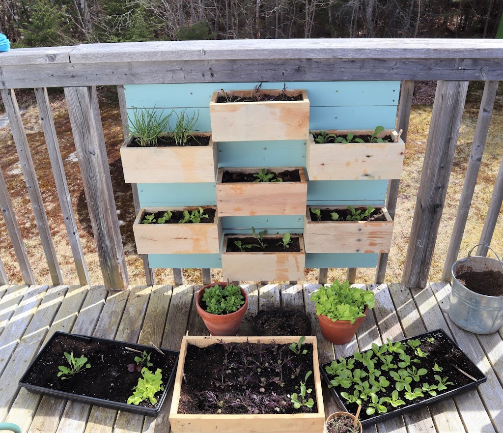 The Optimistic Gardener | 71 Hubbards Estates Rd, Hubbards, NS B0J 1T0, Canada | Phone: (902) 403-1953