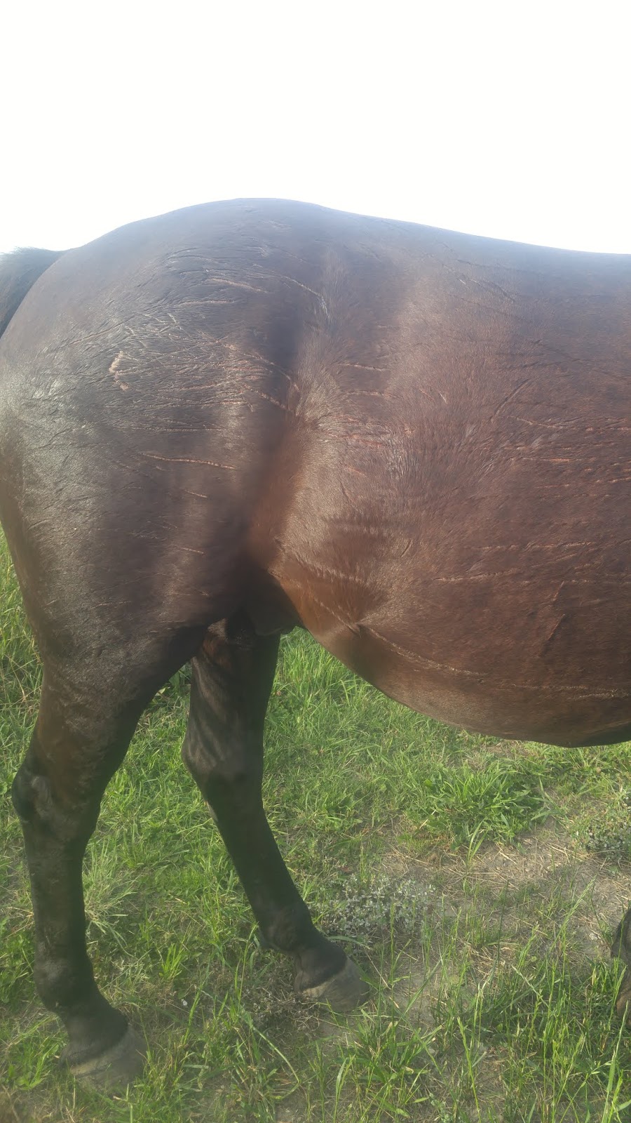 Paints-Plus Equine Center | 22441 AB-14, Sherwood Park, AB T8C 1H5, Canada | Phone: (780) 237-7587
