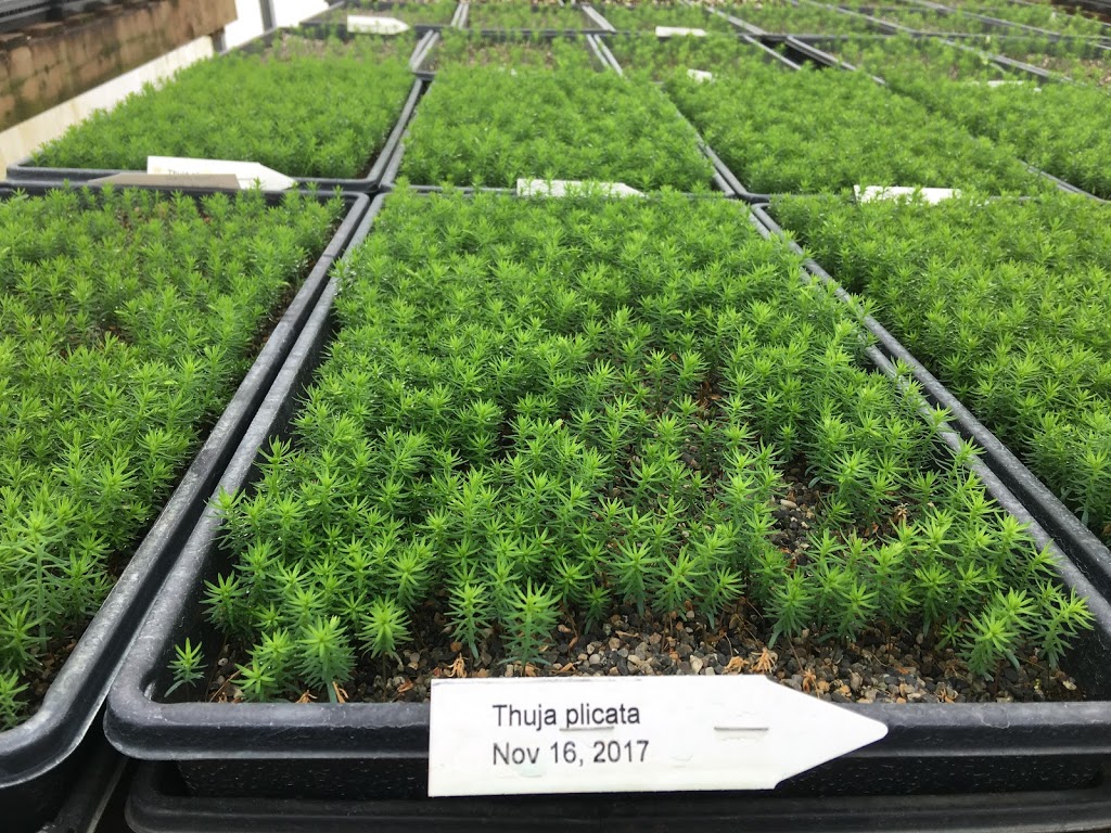 Peels Nurseries Ltd. | 35920 Pattison Rd, Fraser Valley F, BC V2V 4J1, Canada | Phone: (604) 820-7386