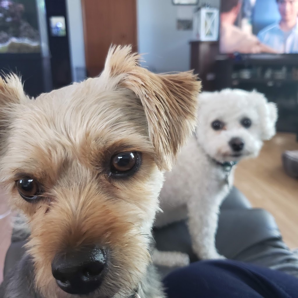 Frolicking Pups (2019) | 10 Rosewood Dr, Sherwood Park, AB T8A 2H2, Canada | Phone: (780) 991-2958
