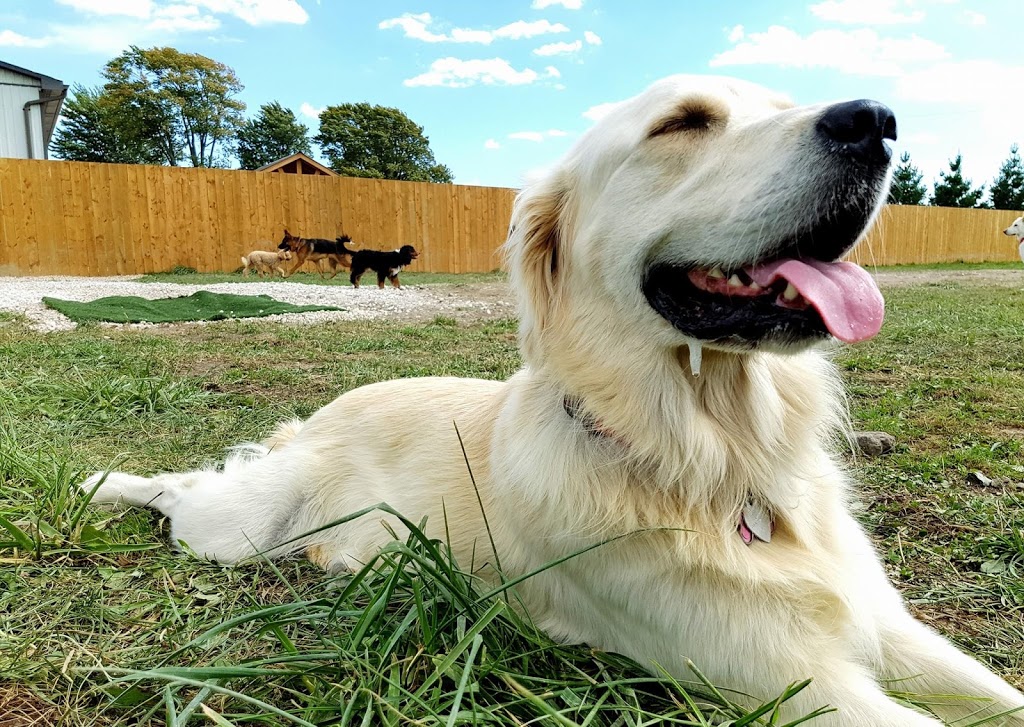 The Fox and Hound Canine Retreat | 2437 Michigan Line, Brights Grove, ON N0N 1C0, Canada | Phone: (519) 542-0070