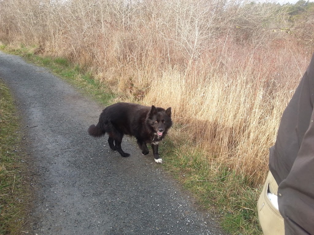 Beacon Pet Hospital | A-9711 Fifth St, Sidney, BC V8L 2W9, Canada | Phone: (250) 656-5568