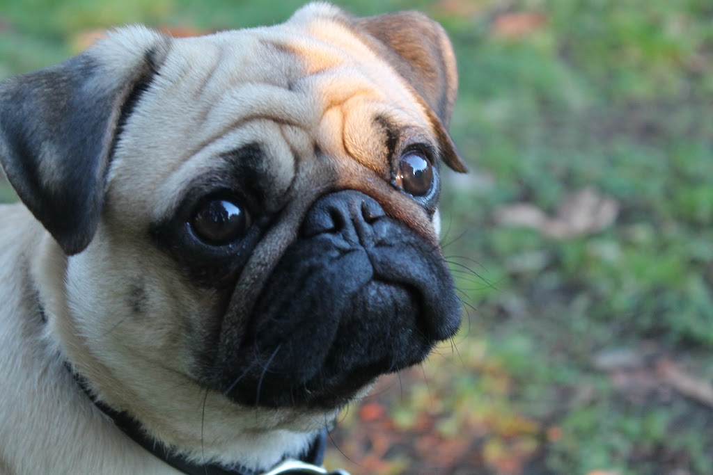 New Discoveries Dog Training | 2256 Glenmore Rd, Campbell River, BC V9H 1C8, Canada | Phone: (250) 203-7968