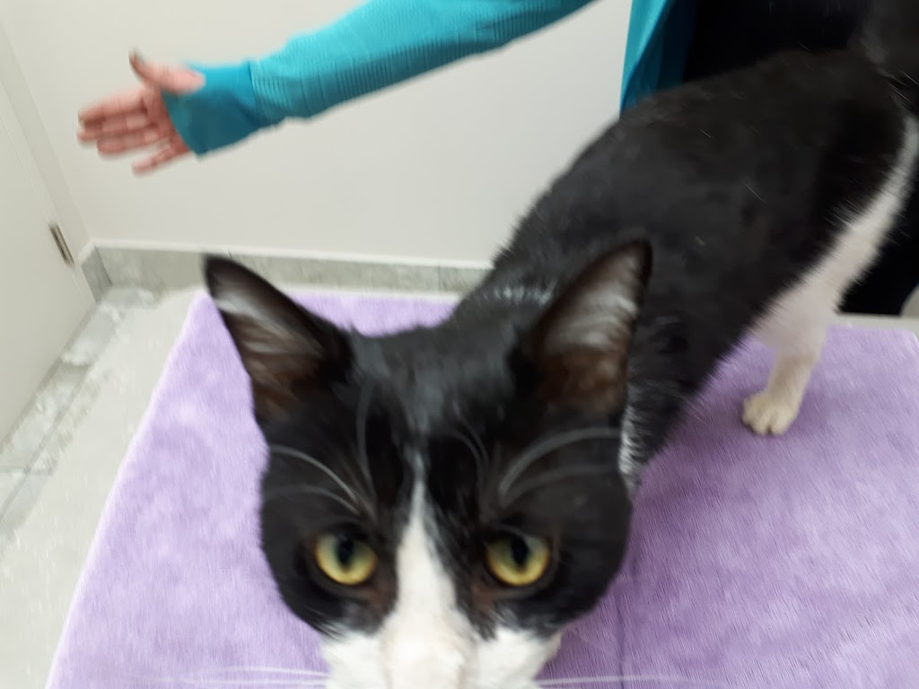 Vanier Animal Hospital | 23-C Selkirk St (Located in Eastview Plaza), Ottawa, ON K1L 6N1, Canada | Phone: (613) 748-1234