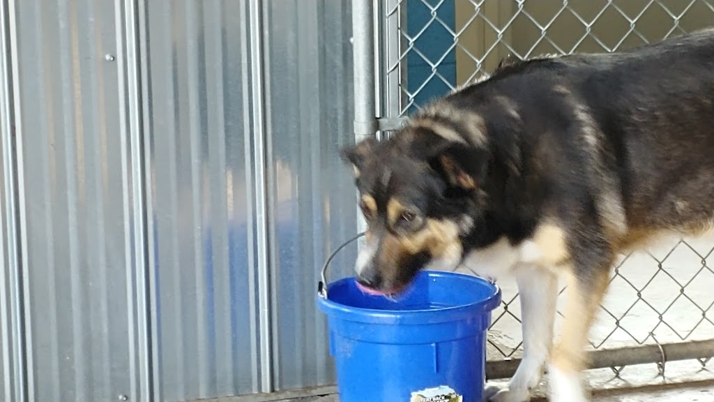 Cairdeas Kennel | 1245 Township Rd 352, Red Deer County, AB T4G 0H7, Canada | Phone: (403) 550-7512