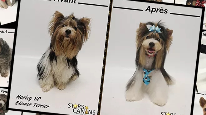 Salon De Toilettage Stars Canins | 5850 Chem. de Chambly, Saint-Hubert, QC J3Y 6W9, Canada | Phone: (450) 486-7827