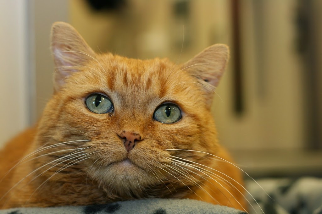 VCA Canada Calgary Trail Animal Hospital | 3803 Gateway Blvd NW #810, Edmonton, AB T6J 5M8, Canada | Phone: (780) 431-0140