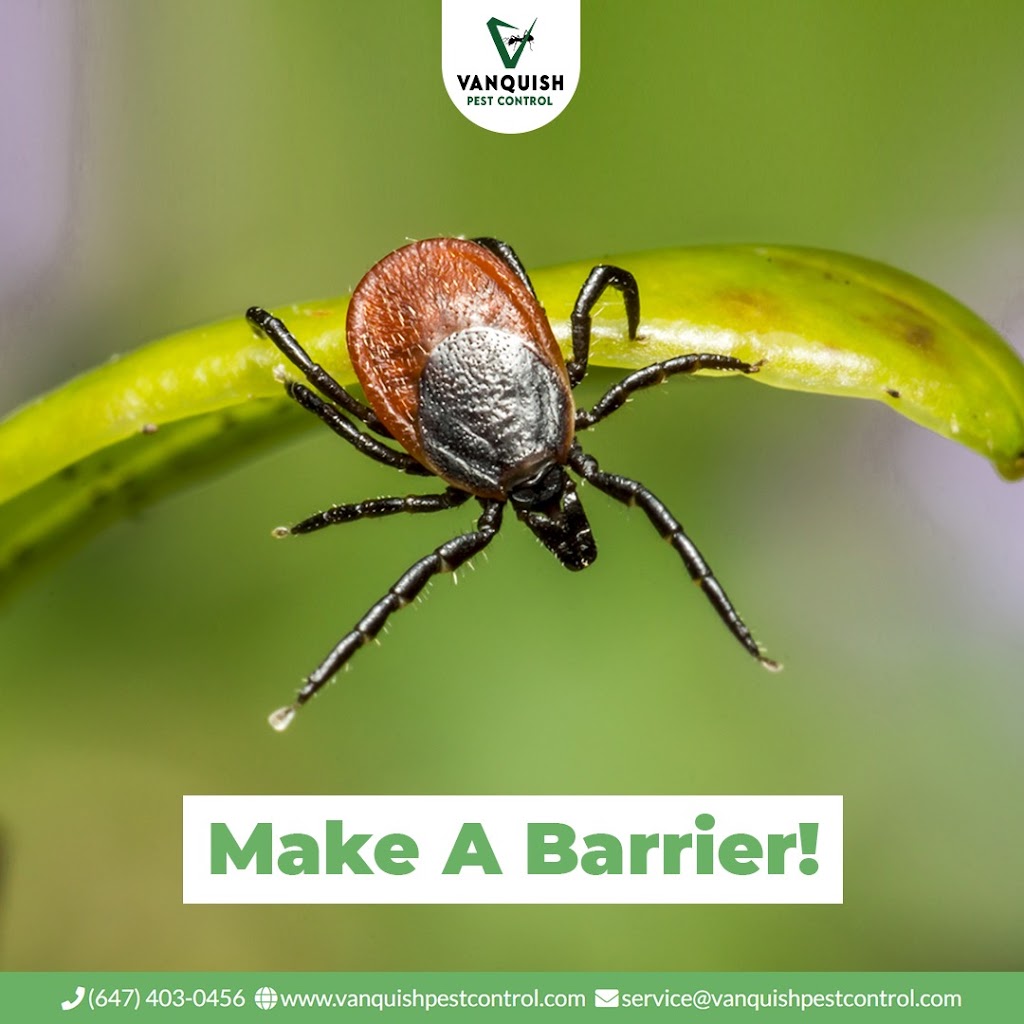 Vanquish Pest Control | 10 Demaris Dr, Brampton, ON L6R 3P5, Canada | Phone: (647) 403-0456