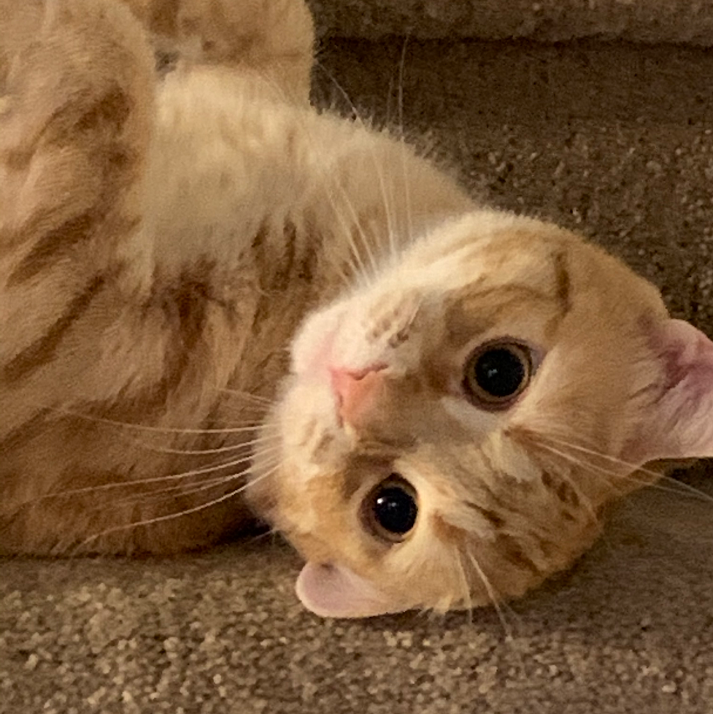 Cat Sitter Toronto Inc | 16 Medford Ave, Scarborough, ON M1L 4G2, Canada | Phone: (647) 360-2504