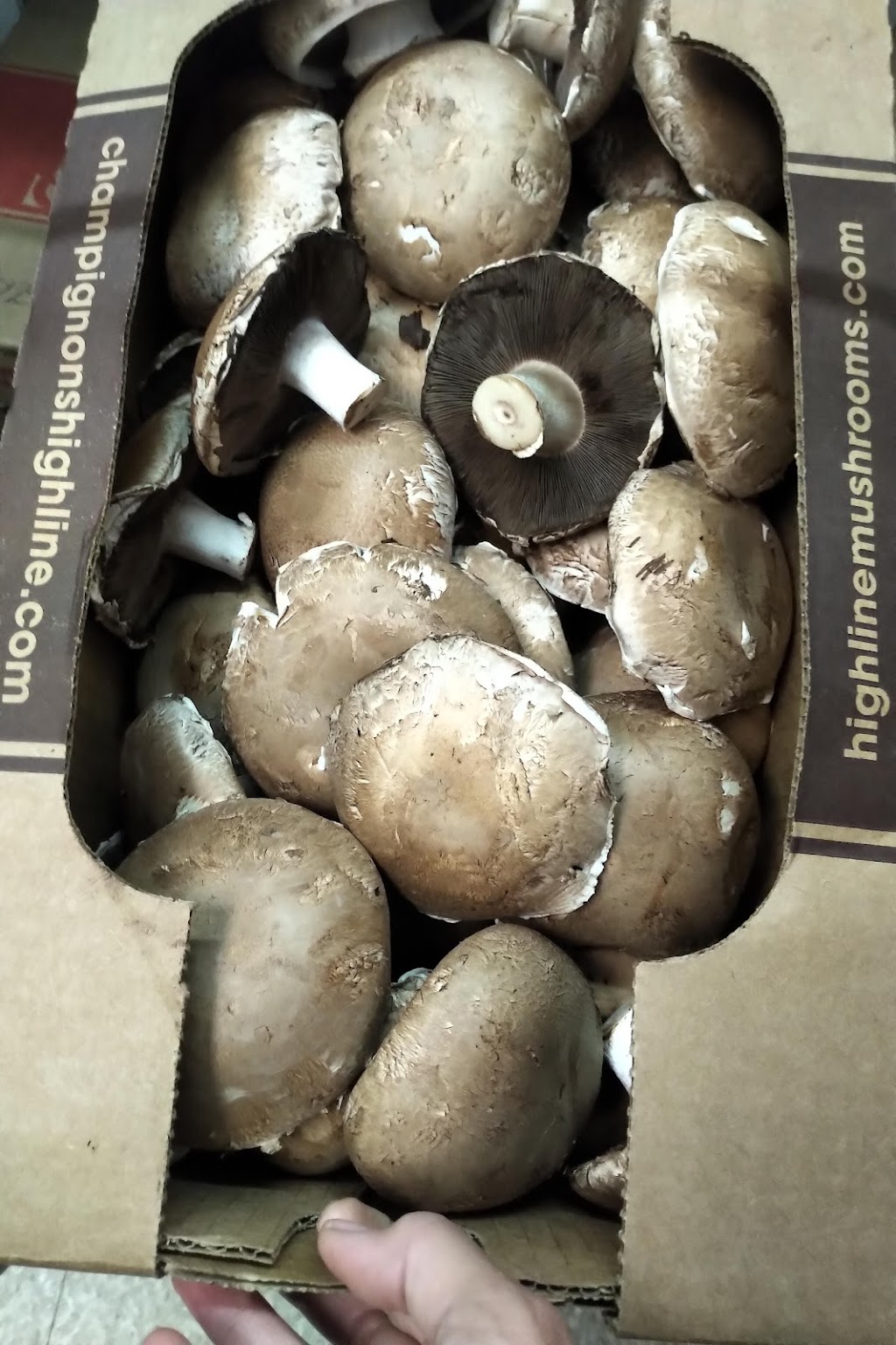 Highline Mushrooms Wellington | 339 Conley Rd, Bloomfield, ON K0K 1G0, Canada | Phone: (613) 399-3121