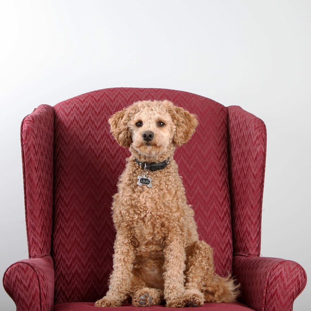 Pets We Love Photography | 56 Chamberlain Crescent, Collingwood, ON L9Y 0C9, Canada | Phone: (647) 390-5984
