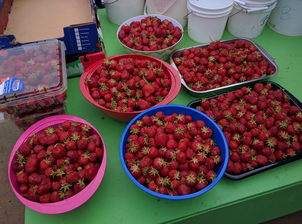 Barbies Berries Seasonal Berry Stand | 7720, 7655 Melody Ln, Ferndale, WA 98248, USA | Phone: (360) 384-1260