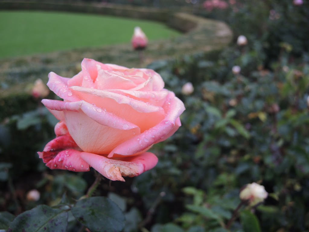 Rose Garden | Brentwood Bay, BC V8M 1A6, Canada
