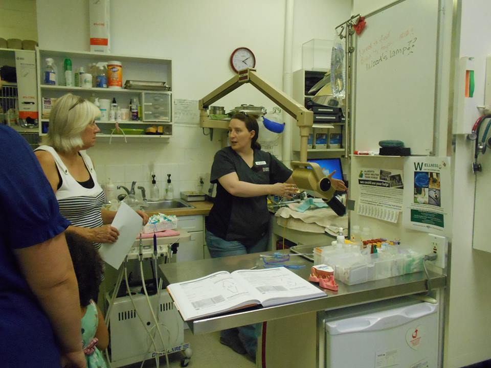 Killarney Cat Hospital | 3315 26 Ave SW, Calgary, AB T3E 0N2, Canada | Phone: (403) 246-1115