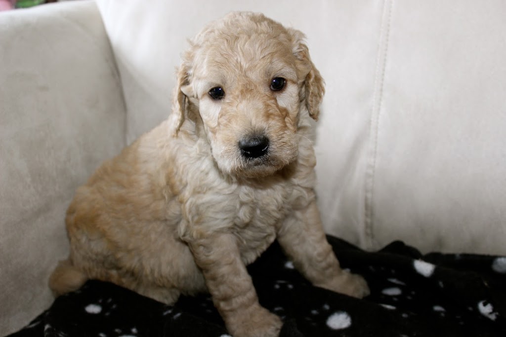Elevage Harahel Goldendoodle | 292 Route 122, Saint-Guillaume, QC J0C 1L0, Canada | Phone: (819) 473-1972