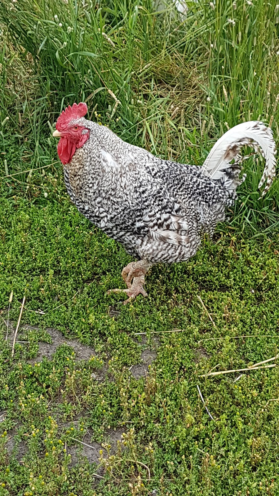 Good Note Community Farm | 510 Township Rd 510, New Sarepta, AB T0B 3M0, Canada | Phone: (780) 941-2341