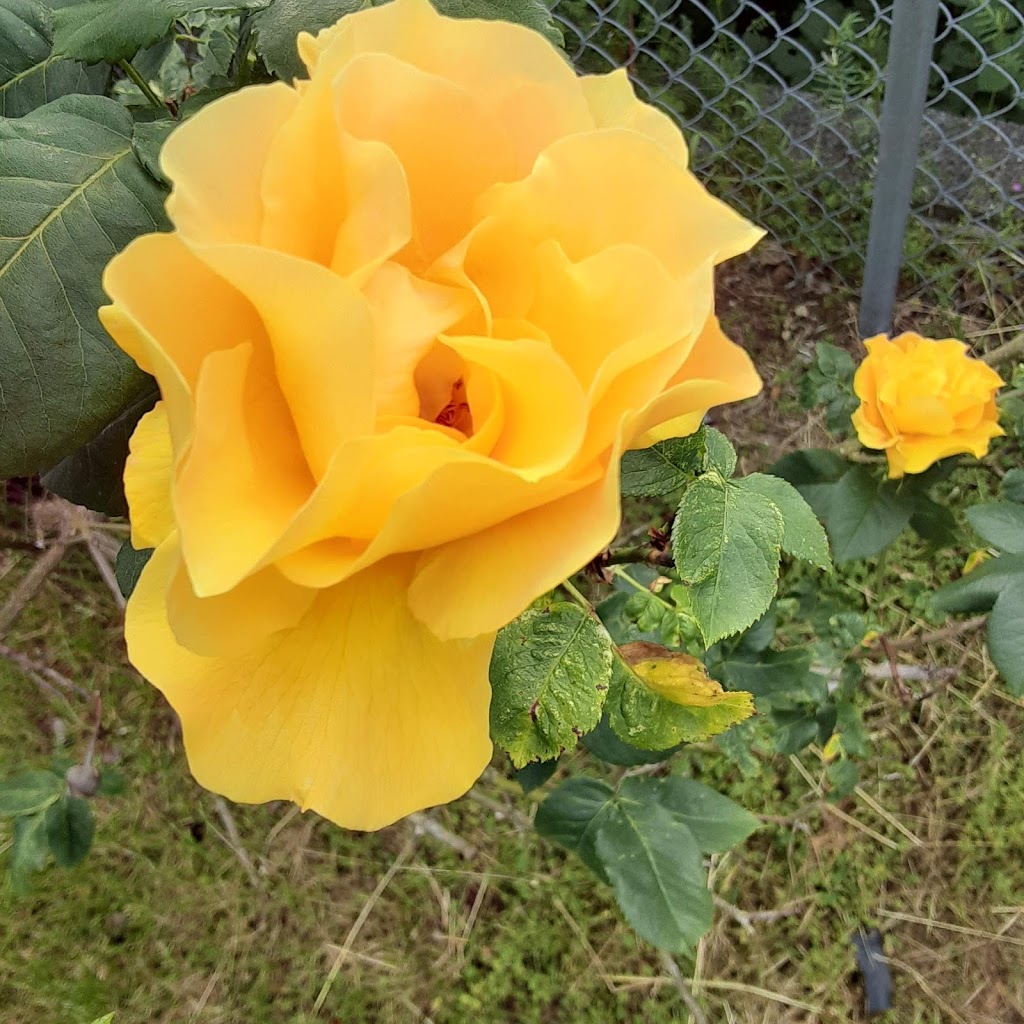 Poppies Garden | 5750 Spindrift St, Sechelt, BC V0N 3A3, Canada | Phone: (604) 989-7290