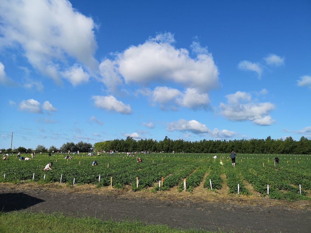 Cormiers Berry Patch | MB-247, La Salle, MB R0G 1B0, Canada | Phone: (204) 688-0858