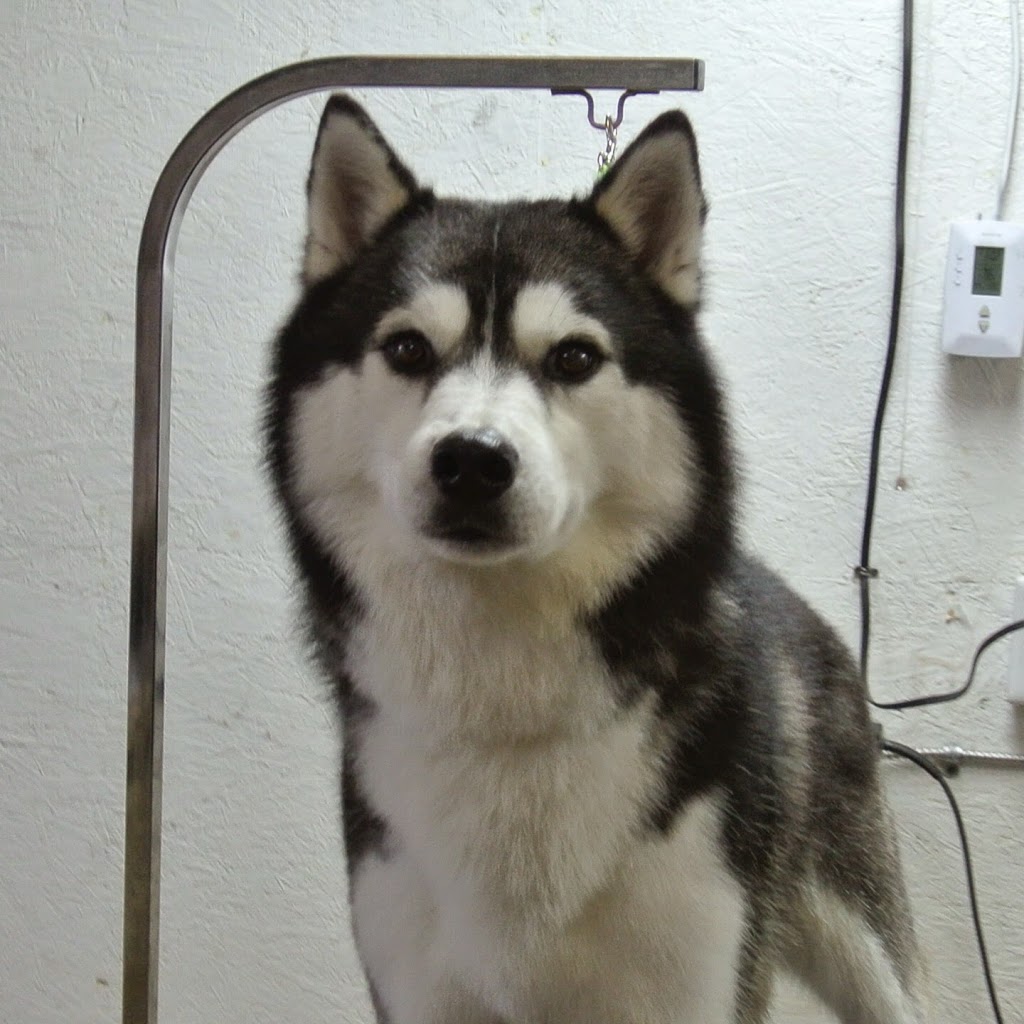 Pawparazzi Dog Grooming | 22378 132 Ave, Maple Ridge, BC V4R 2P6, Canada | Phone: (604) 477-1222