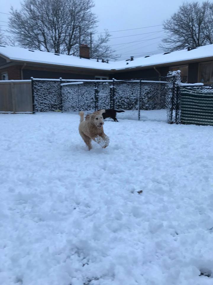 Country Tails Doggie Daycare | 780 Hwy#6, Hamilton, ON L8N 2Z7, Canada | Phone: (905) 689-8005