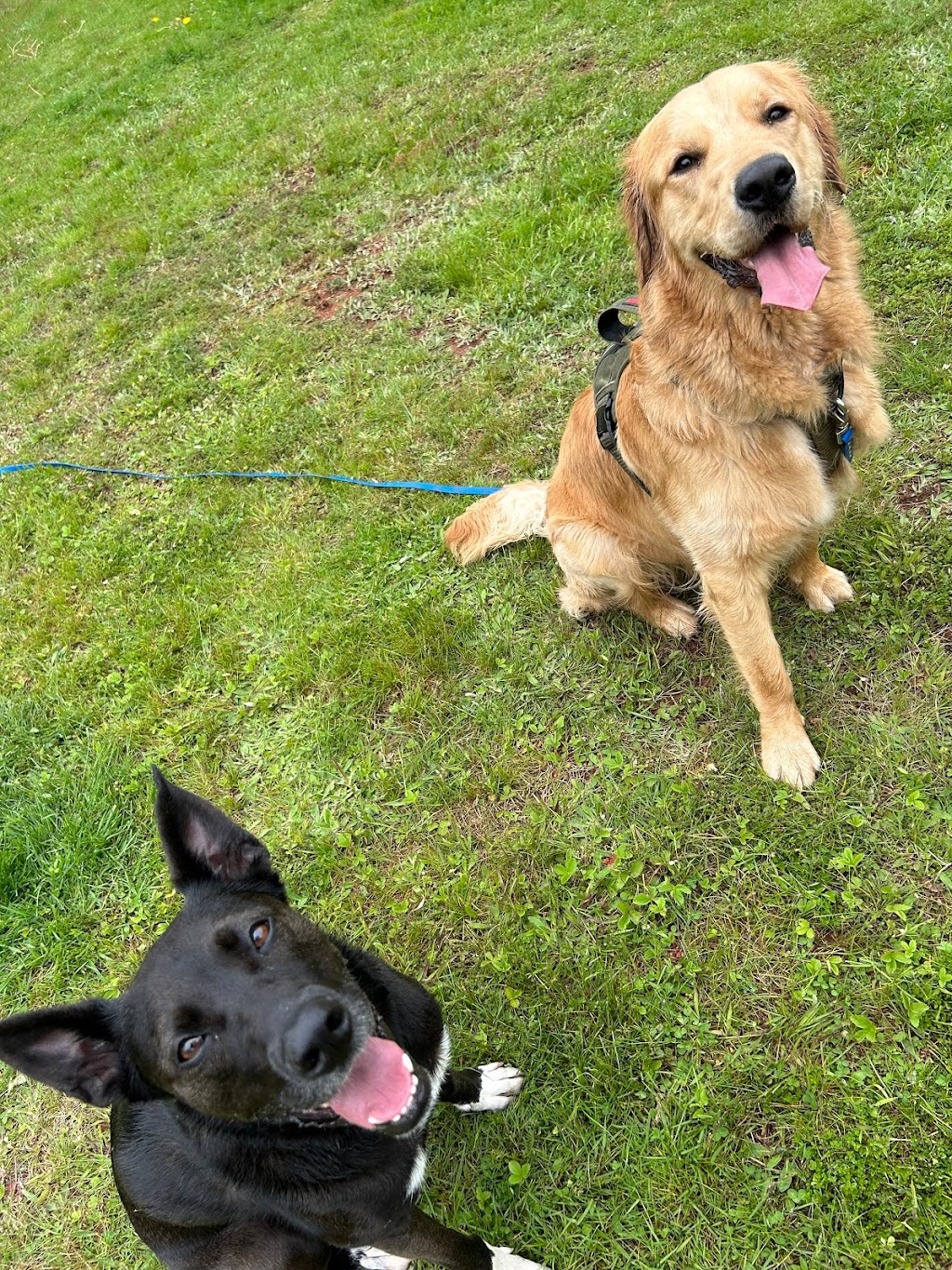 Happy Pack Dog Walking | 22 Tatlock Ln, Rice Point, PE C0A 1H6, Canada | Phone: (705) 391-8411