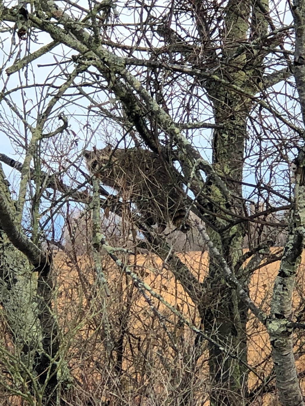 TETRAULT WILDLIFE SANCTUARY | 8510 Chestnut Ridge Rd, Gasport, NY 14067, USA