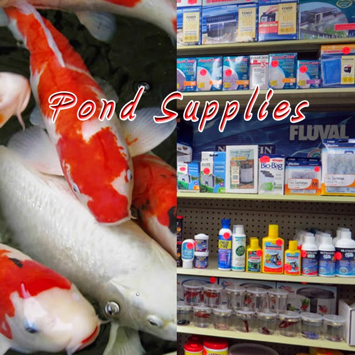 Exotic Wings & Pet Things | 3561 Lobsinger Line, St. Clements, ON N0B 2M0, Canada | Phone: (888) 276-0031
