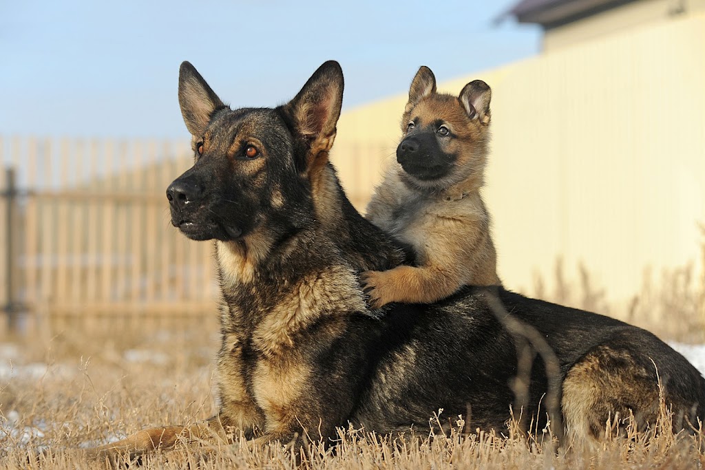 Montreal Dog Training | 1912 Rue de Ville-Marie, Montréal, QC H1V 3K3, Canada | Phone: (514) 941-2178