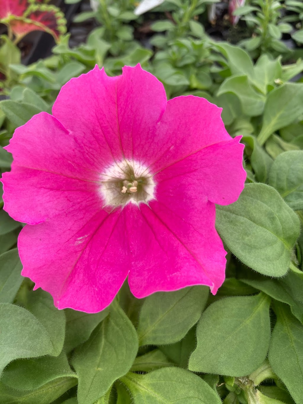 Sunshine Gardens | 41729 Harriston Rd, Bluevale, ON N0G 1G0, Canada | Phone: (519) 450-8013