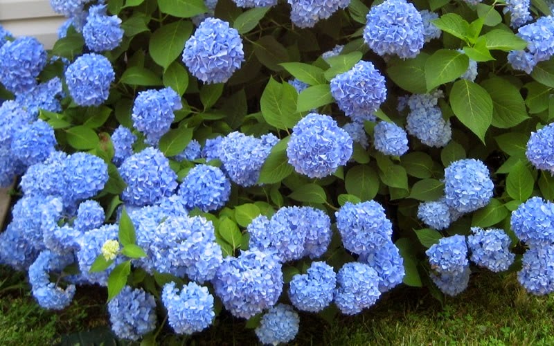 Innovative Landscaping | 1 Elm Dr #1210, Mississauga, ON L5B 4M1, Canada | Phone: (647) 990-2942