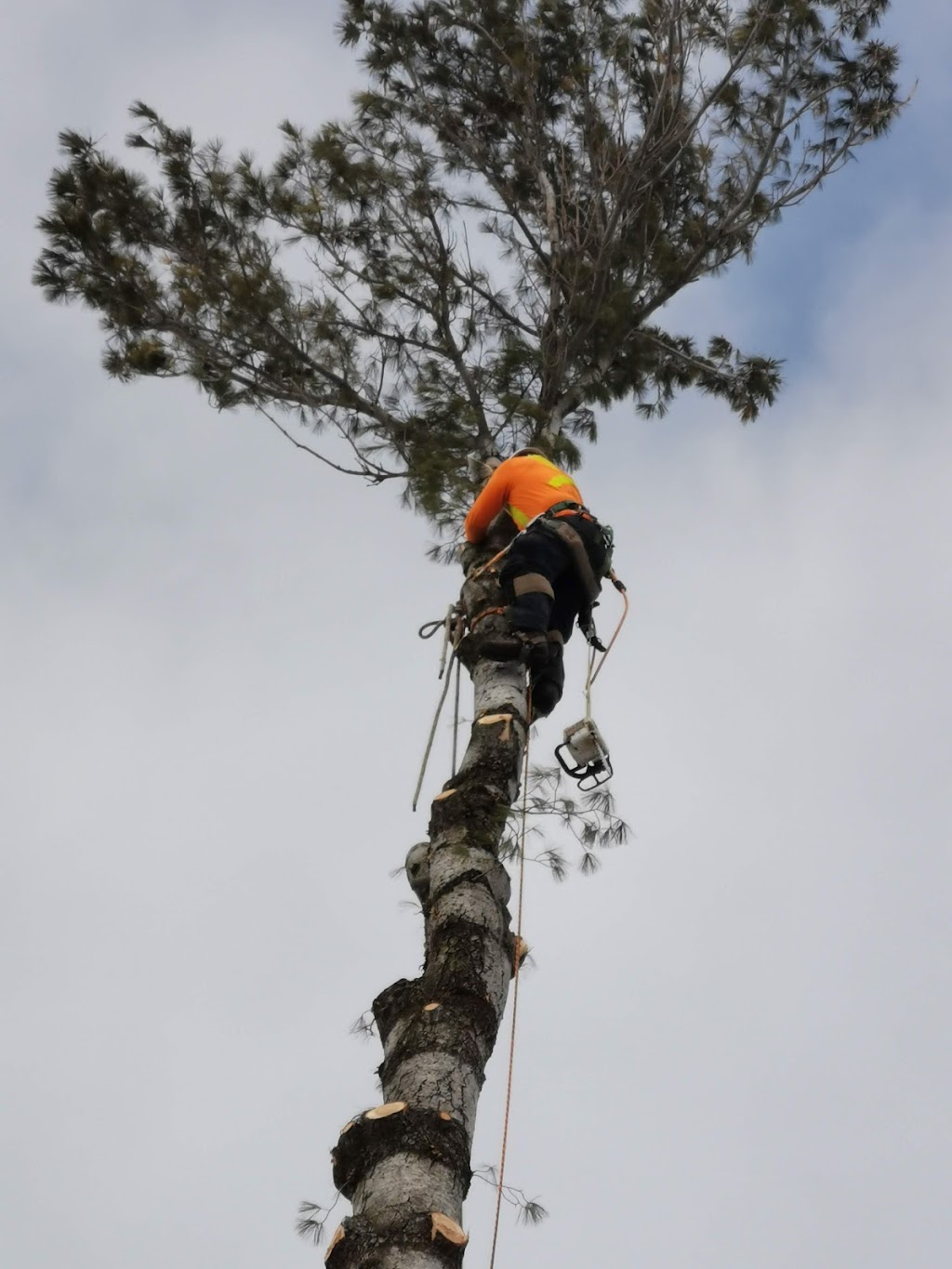 Treeworks | of Smith, 2302 15 Line, Buckhorn, ON K0L 1J0, Canada | Phone: (705) 657-1900