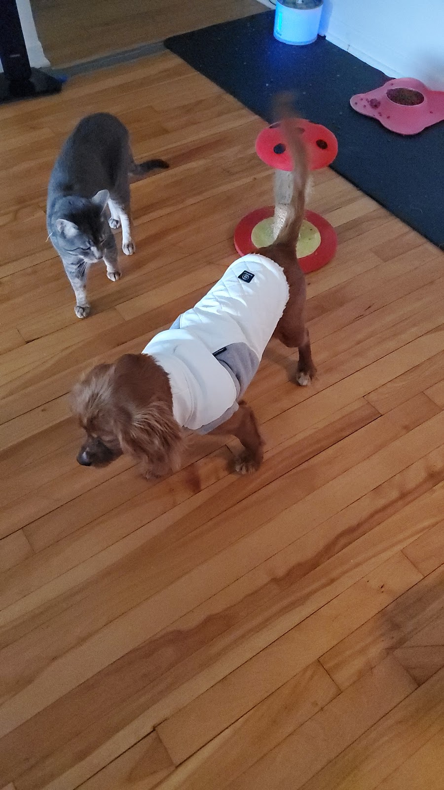 Chico Animalerie | 4511 Bd Arthur-Sauvé, Laval, QC H7R 5P8, Canada | Phone: (450) 314-2442