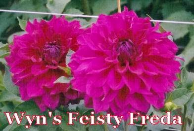 Wynnes Dahlias | 1395 Willeys Lake Rd, Ferndale, WA 98248, USA | Phone: (360) 384-3439