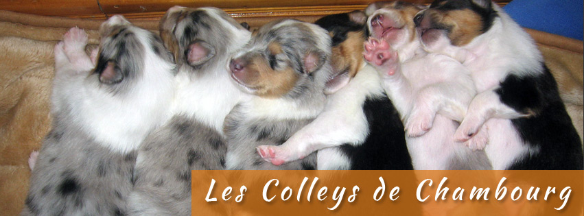 Les Colleys de Chambourg | 317 Route du Canton, Brownsburg, QC J8G 1R5, Canada | Phone: (450) 562-1233