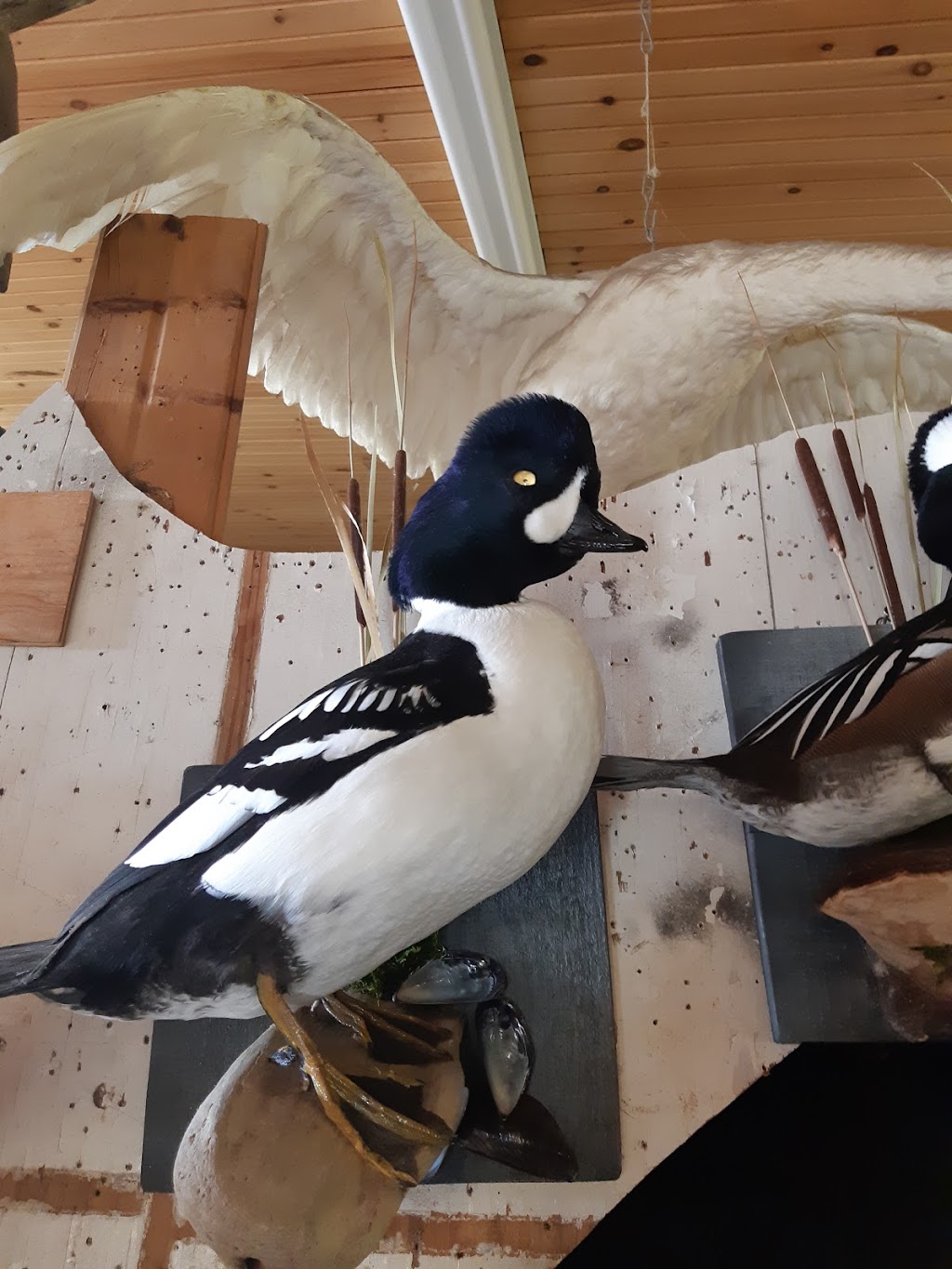 Taxidermy Pei | 2225 Covehead Rd, York, PE C0A 1P0, Canada | Phone: (902) 672-1430