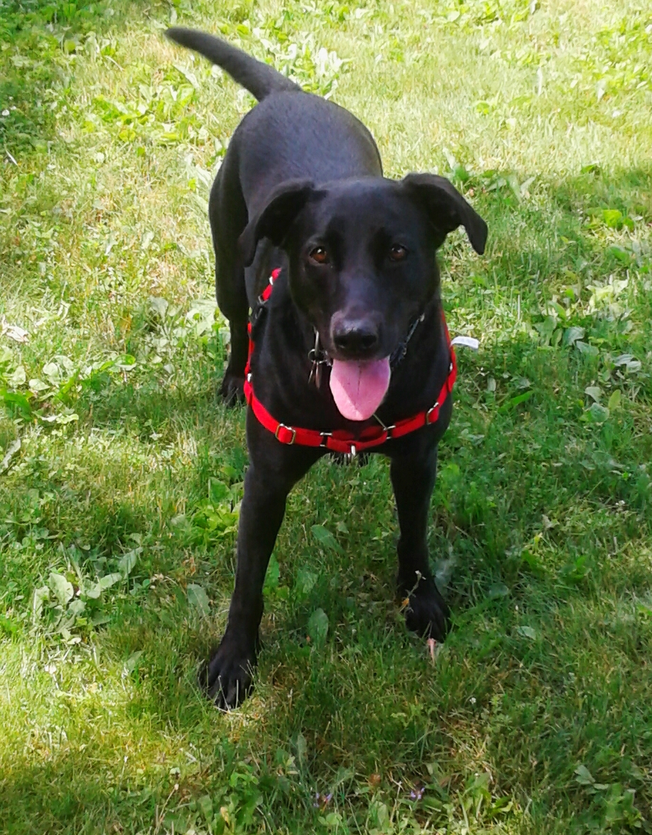 Prima Dogga Dog Walking Services | 18 Bayly Dr, Paris, ON N3L 2P9, Canada | Phone: (416) 434-3652