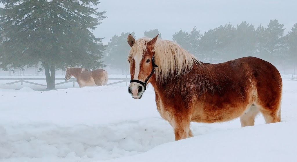 Initiation Aux Chevaux (Pension) | 154 Grand Rang, Saint-Basile, QC G0A, Canada | Phone: (418) 284-4561
