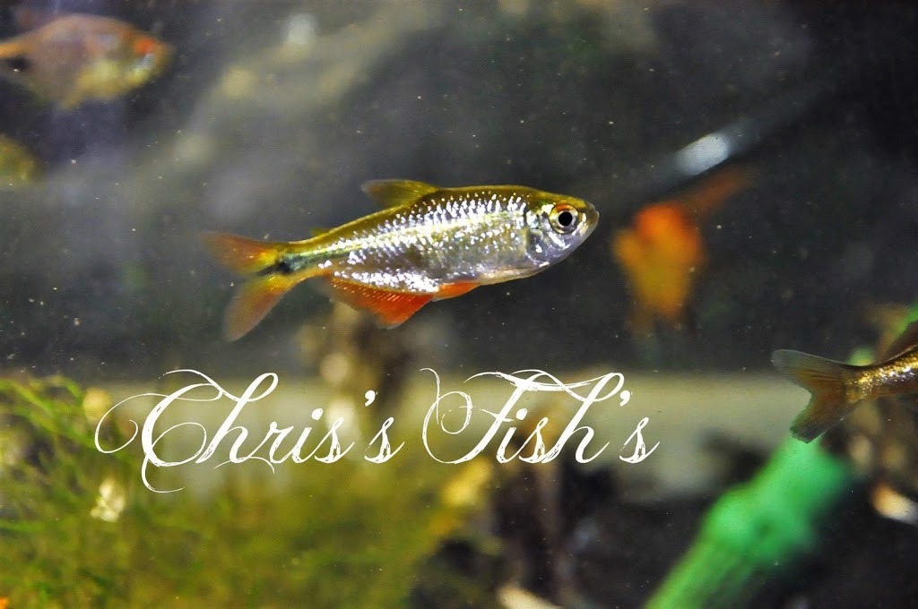 Chriss Fishs (appointments only please call) | 10423 172 Ave NW, Edmonton, AB T5X 4X4, Canada | Phone: (587) 643-3474