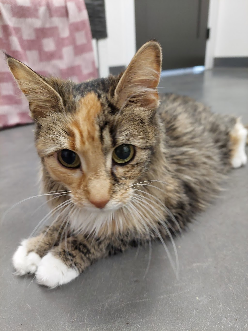 Fort MacLeod Veterinary Clinic Ltd. | 629 12 St, Fort Macleod, AB T0L 0Z0, Canada | Phone: (403) 553-4887
