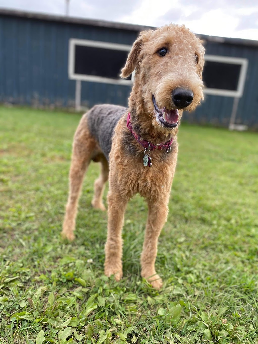 Furry Friends Pet Resort | 5455 Langmaid Rd, Hampton, ON L0B 1J0, Canada | Phone: (905) 725-6210