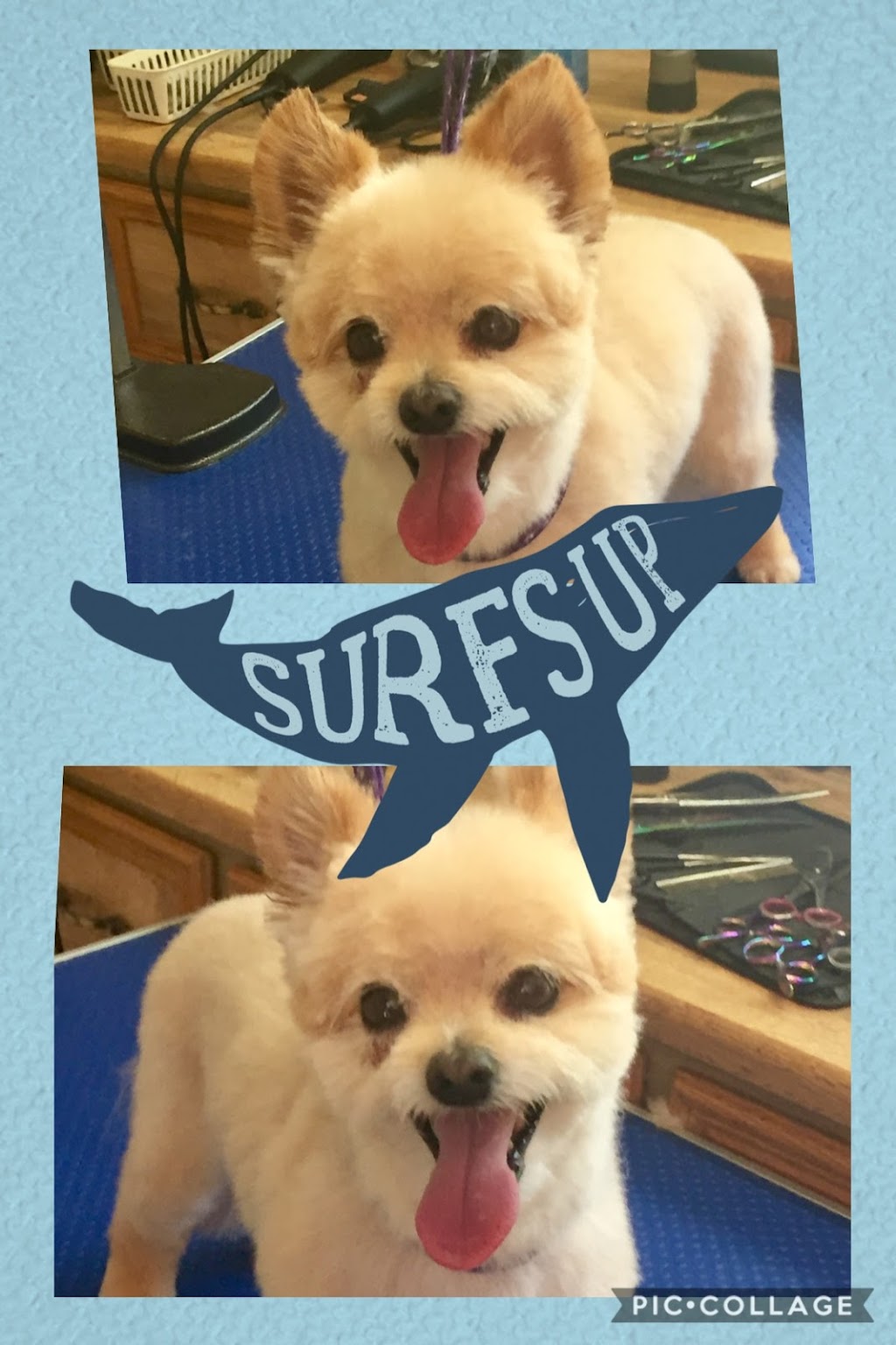 Paw Prints Grooming | Box 301, 15 Roberts Ave, Sandy Hook, MB R0C 2W0, Canada | Phone: (204) 223-2678