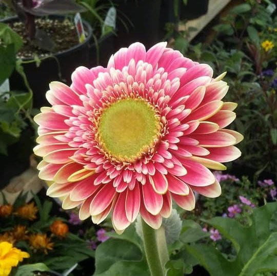 Cedar Ridge Greenhouse | Box 130, Saint Benedict, SK S0K 3T0, Canada | Phone: (306) 231-9081