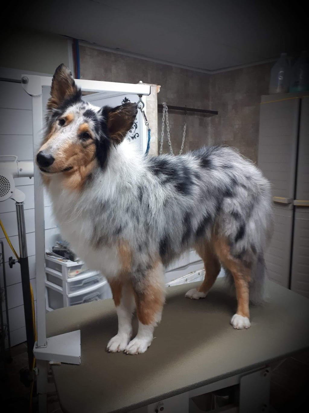 Lassie Salon | 9 Frier St, Moncton, NB E1A 4L7, Canada | Phone: (506) 852-4446